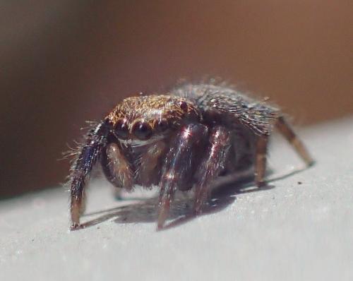 Réf. 245 867 : Euophryinae inconnu